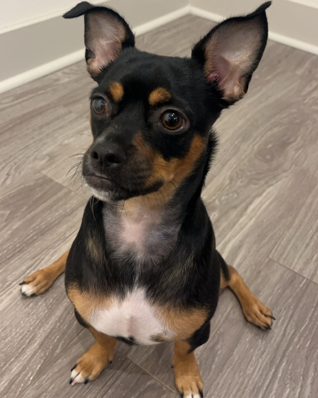 furry friends section